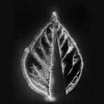 Marie-Jeanne Musiol, Miroir du cosmos (vidéo), 2006