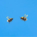 Lilia Mazurkevich, When Buzz Met Bee LIMITED EDITION