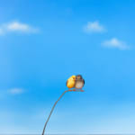 Lilia Mazurkevich, When Buzz Met Bee LIMITED EDITION