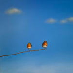 Lilia Mazurkevich, When Buzz Met Bee LIMITED EDITION
