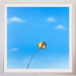 Lilia Mazurkevich, When Buzz Met Bee LIMITED EDITION