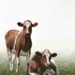 Alexandra Klimas, Trudeke the Cow