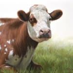 Alexandra Klimas, Trudeke the Cow