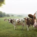Alexandra Klimas, Trudeke the Cow