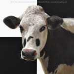Alexandra Klimas, Trudeke the Cow