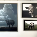 Alexandra Klimas, Trudeke the Cow