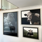 Alexandra Klimas, Trudeke the Cow