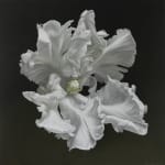 Igor Levashov, White Parrot XV