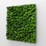 Lucy Kim, Peanuts (Green/Black), 2025