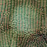 Lucy Kim, Peanuts (Green/Black), 2025