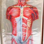 Cromografías de Anatomía Humana. Illustrations