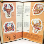 Cromografías de Anatomía Humana. Illustrations