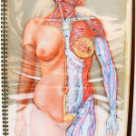 Cromografías de Anatomía Humana. Illustrations