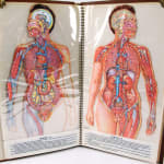Cromografías de Anatomía Humana. Illustrations