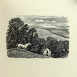Boxwood. Illustration