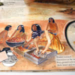 Ancient Dwellings of the Southwest. Illustration
