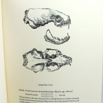 Twelve Mammal Skulls by James Trissel, Sally Hegarty and Barbara Winternitz, illustrated by Charles Moore. Interior page with skull illustration.