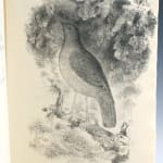 Odes / Odas by John Keats, translated by J.R. Wilock, illustrated by Raúl Veroni. Interior page, illustration of a bird.