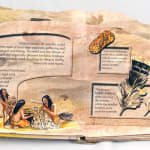 Ancient Dwellings of the Southwest. Pop-up spread