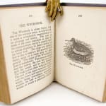 The Birds of America miniature book. Illustration and text spread
