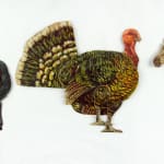 Father Tuck's Mechanical Animals. Three animals