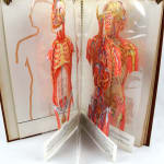 Cromografías de Anatomía Humana. Illustrations