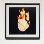 Michael Ullrich, Burning Flowers #13, 50 x 50 cm | 1 of 8 / +2 AP, Fine Art Pigment Print / Black Object Frame, 2023