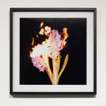 Michael Ullrich, Burning Flowers #10 50 x 50 cm | 1 of 8 / +2 AP Fine Art Pigment Print / Black Object Frame, 2023