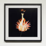 Michael Ullrich, Burning Flowers #14, 50 x 50 cm | 1 of 8 / +2 AP, Fine Art Pigment Print / Black Object Frame, 2023