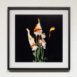 Michael Ullrich, Burning Flowers #9, 50 x 50 cm | 1 of 8 / +2 AP, Fine Art Pigment Print / Black Object Frame, 2023
