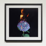 Michael Ullrich, Burning Flowers #11, 50 x 50 cm | 1 of 8 / +2 AP, Fine Art Pigment Print / Black Object Frame, 2023