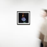 Michael Ullrich, Burning Flowers #11, 50 x 50 cm | 1 of 8 / +2 AP, Fine Art Pigment Print / Black Object Frame, 2023
