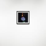 Michael Ullrich, Burning Flowers #11, 50 x 50 cm | 1 of 8 / +2 AP, Fine Art Pigment Print / Black Object Frame, 2023