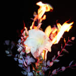 Michael Ullrich, Burning Flowers #4, 2023 | Edition of 5 + 2 AP