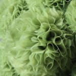 Sofie Aaldering, Underwater Flower