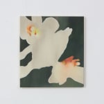 Kamila Sipika, White daffodils , 2023
