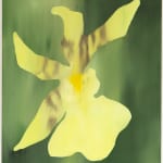Kamila Sipika, White daffodils , 2023