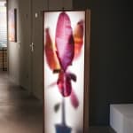 REM Atelier, Growing Plants Indoors Colors