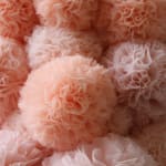 Sofie Aaldering, Blossom