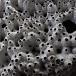 Frits Achten, Larveae 1