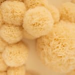 Sofie Aaldering, Orange Pompom