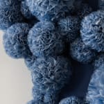 Sofie Aaldering, Bloom of Ice, 2025