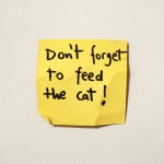 Jessi Strixner, Post its - Don't forget to feed the cat