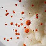 Sofie Aaldering, Underwater Flower