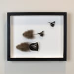 Chris Maynard feather art assemblage art titled Magpie Liftoff 3 made with turkey feathers available for sale at Radius Gallery
