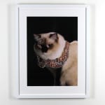 Holly Andres, Fancy Cat 2
