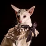 Holly Andres, Fancy Cat 2