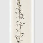 Simryn GILL, Weeds Suite 2, 2020/2021