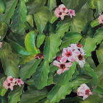 Rachel Lee Hovnanian, House & Garden Robe, 2023