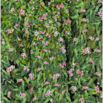 Rachel Lee Hovnanian, House & Garden Robe, 2023